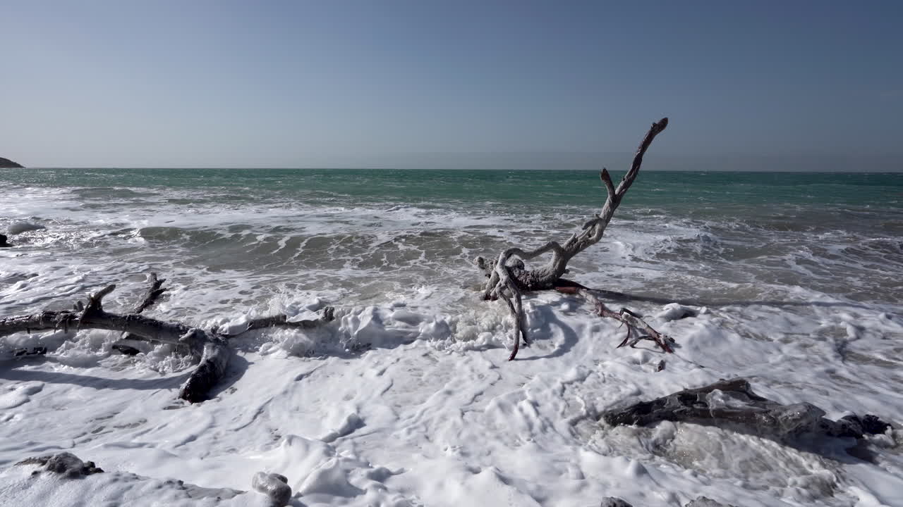 olas que enjuagan las ramas de un árbol en el agua salada del mar muerto en un día soleado