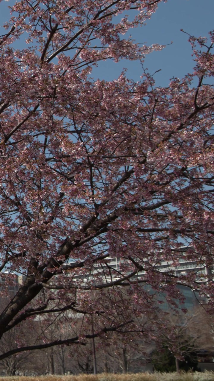 Vibranti fiori di sakura rosa sbocciano sui rami sotto la luce brillante del sole a Tokyo, Giappone.