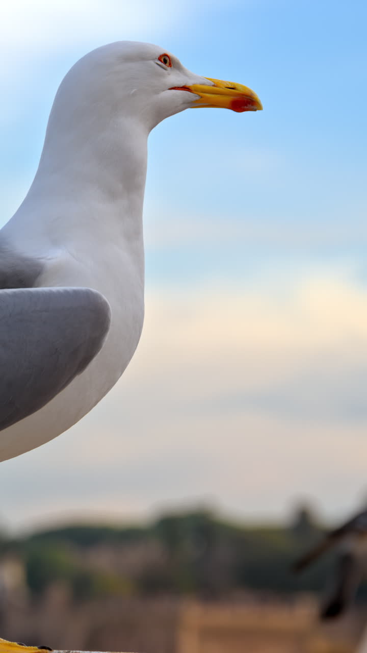 Gros plan d’une mouette debout avec une vue floue de la ville en arrière-plan. Vertical