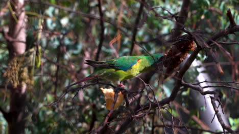 Loro-Veloz-Australiano-En-La-Parte-Superior-Del-árbol-Comiendo-Fruta