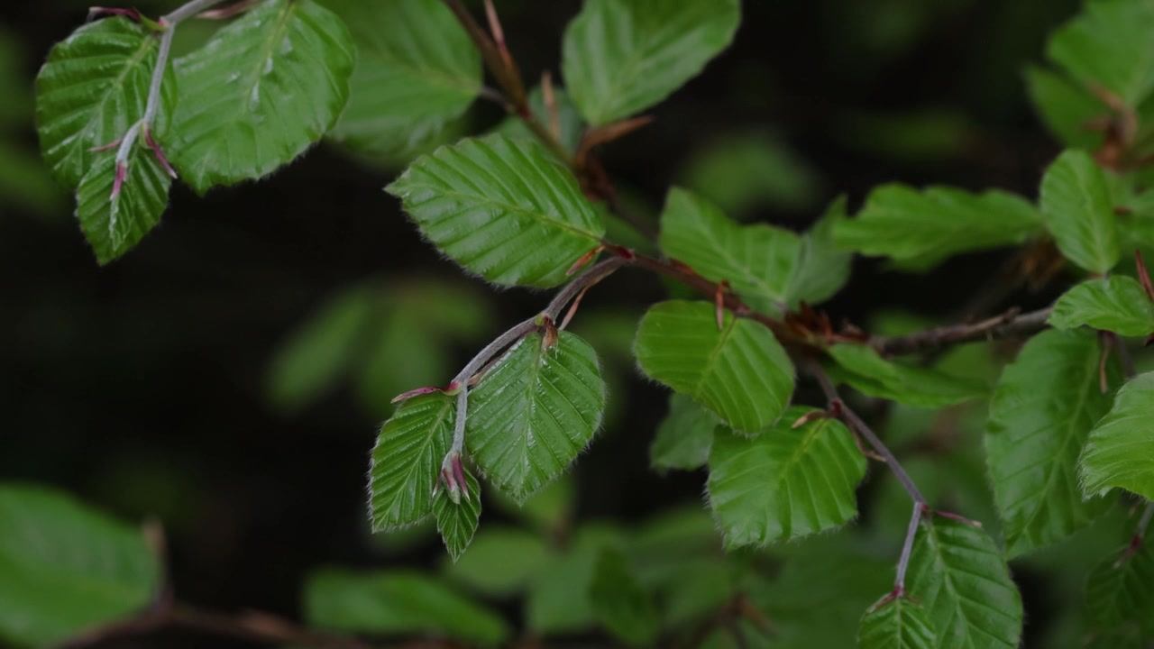 Foglie di faggio, Fagus sylvatica, Primavera. Galles. Regno Unito.