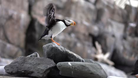 pájaro frailecillo posado en una roca