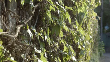 lush green vines creeping on the wall on a sunny day