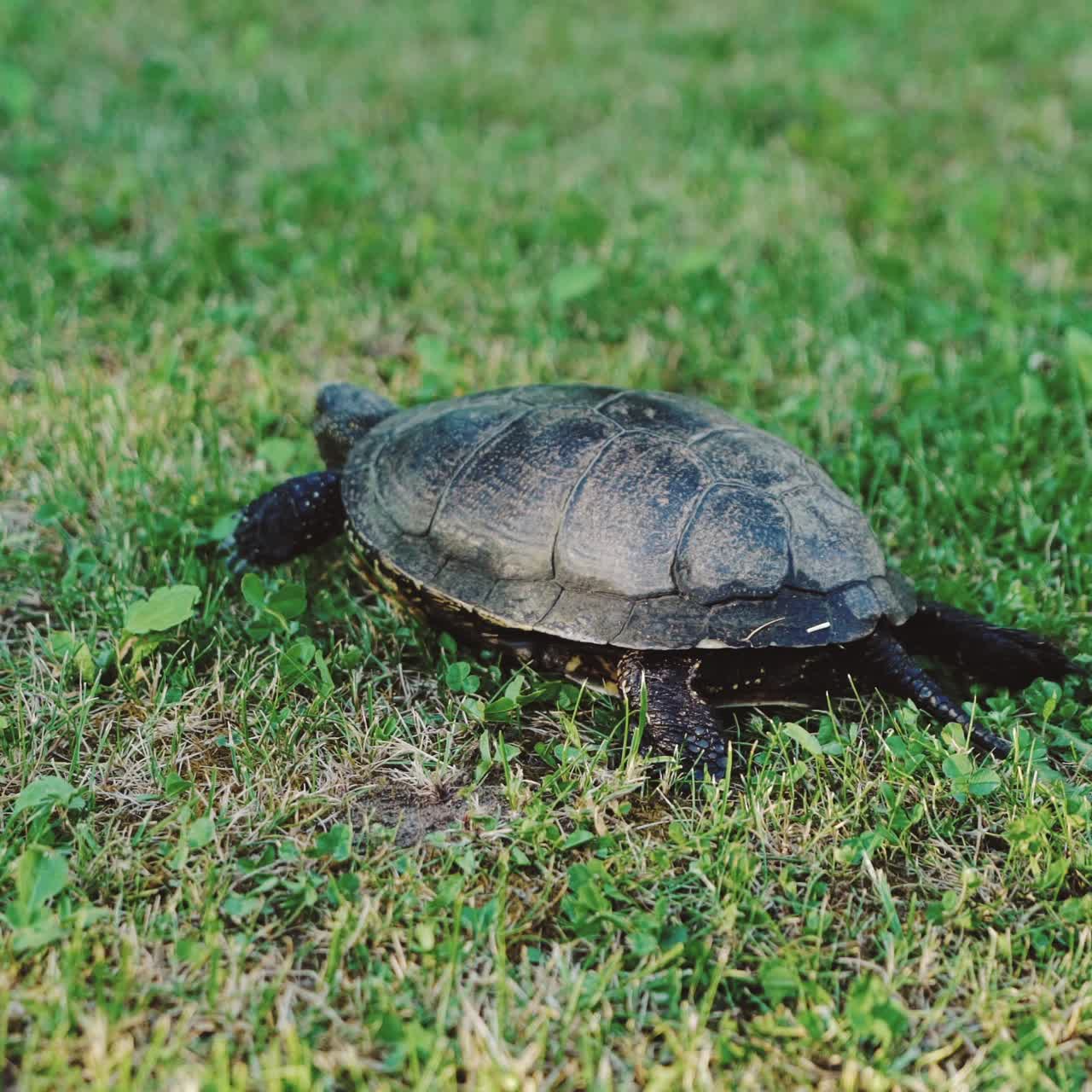 Turtle moving on fresh green grass