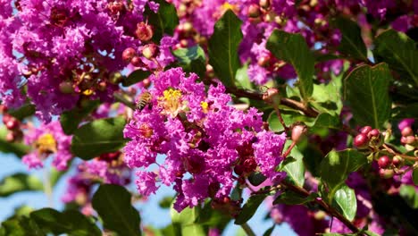 bee pollinating vibrant pink inthanin flowers