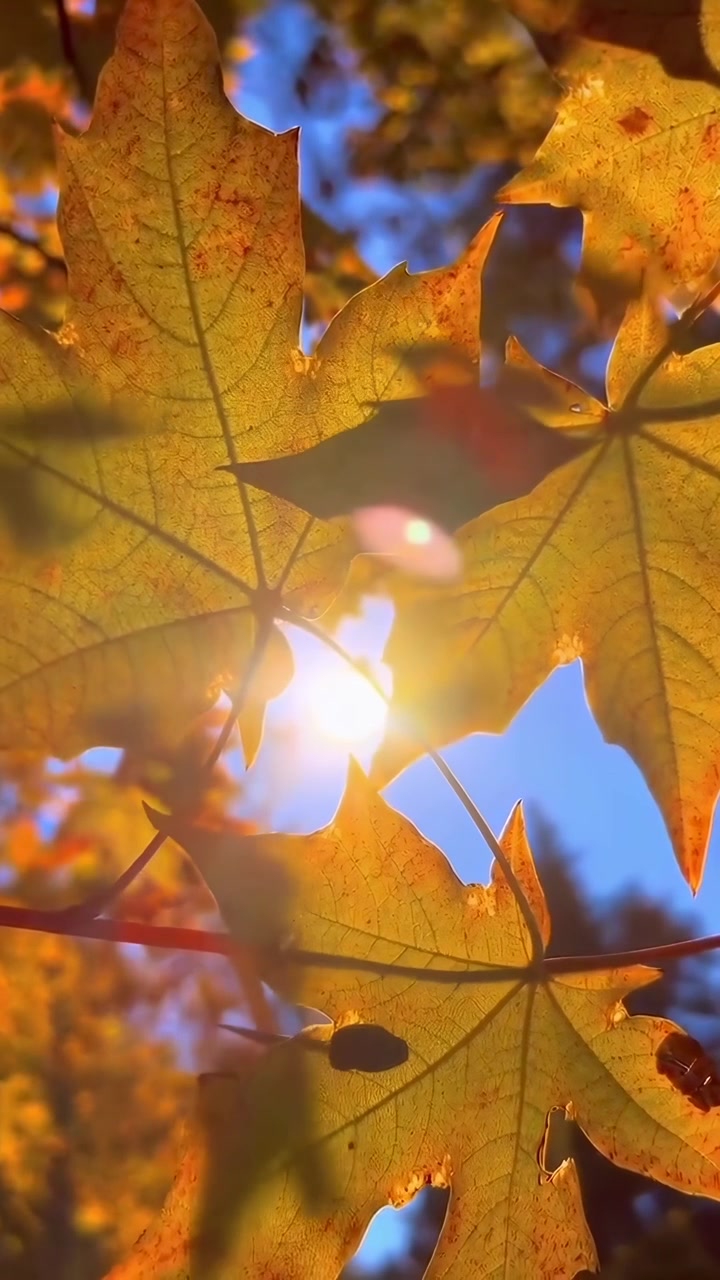 Luce solare che filtra attraverso foglie d'acero autunnali dorate