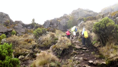 kilimanjaro. travelers climb to the shira camp with guides through the afro-alpine moorlands on the rock. overall plan