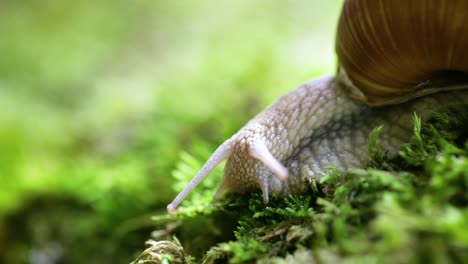 helix pomatia also roman snail, burgundy snail