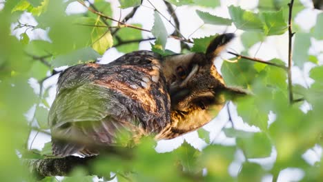 horned owl staring down at photographer, bokeh leaves in foreground, slight motion shot