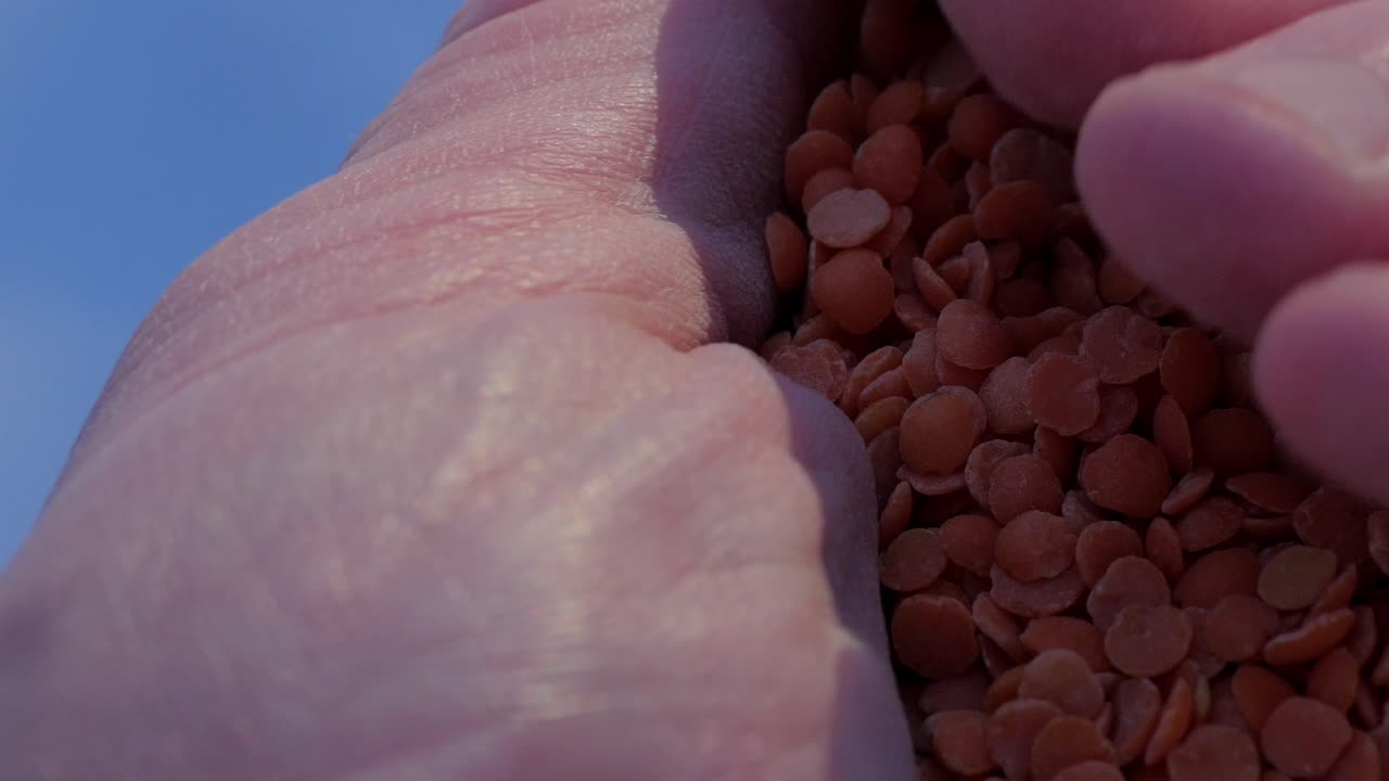 붉은 렌즈콩으로 가득 찬 손을 잡고 쥐어짜는 컵 모양의 손