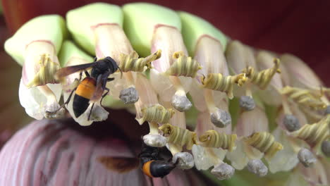 lesser banded hornets foraging around a banana flower in thailand