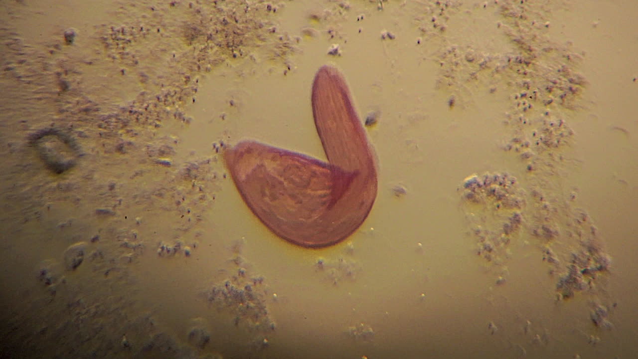 Blepharisma microscopici si muovono usando le ciglia