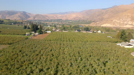 Vista-Aérea-Panorámica-Sobre-Hileras-De-árboles-En-El-Huerto-De-Manzanas-En-Wenatchee,-Ee.uu.