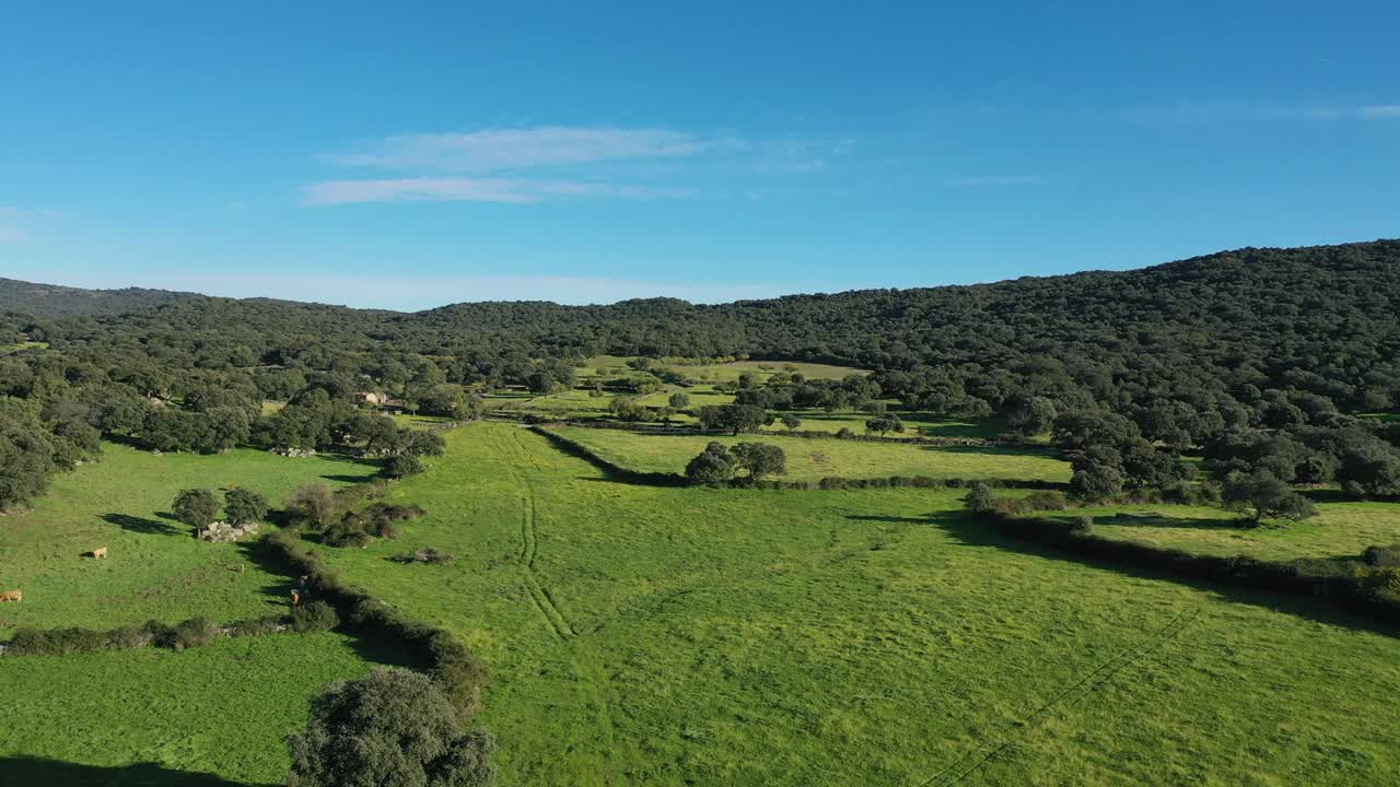 Sobrevolando unos prados rodeados de bosques de robles, y en uno vemos vacas pastando; en otro prado vemos las huellas de un vehículo en la hierba en una tarde de otoño con un cielo azul. Ávila, España