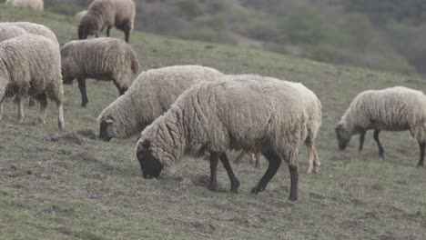 Nahaufnahme-Einer-Gruppe-Von-Schafen,-Die-Auf-Grünen-Wiesen-Grasen,-Bevor-Sie-Tagsüber-Angst-Bekommen-Und-Davonlaufen