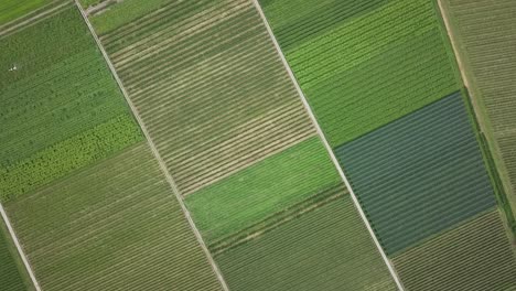 drone view of symmetric vineyard rows during summer in trentino, italy