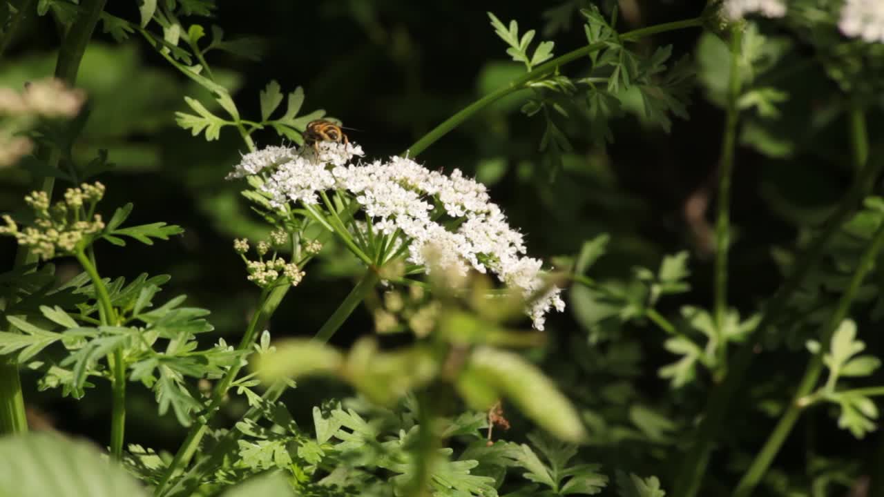 abeja recogiendo polen en flor blanca en el medio silvestre