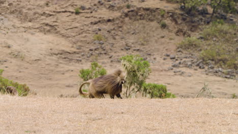 walking gelada monkeys in simien mountains national park, ethiopia - wide shot