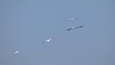 ultra slow motion shot of flock of seagulls flying on clear blue sky in summer