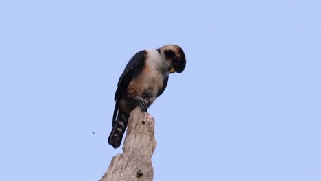 el falconet de muslo negro es una de las aves rapaces más pequeñas que se encuentran en los bosques de algunos países de asia