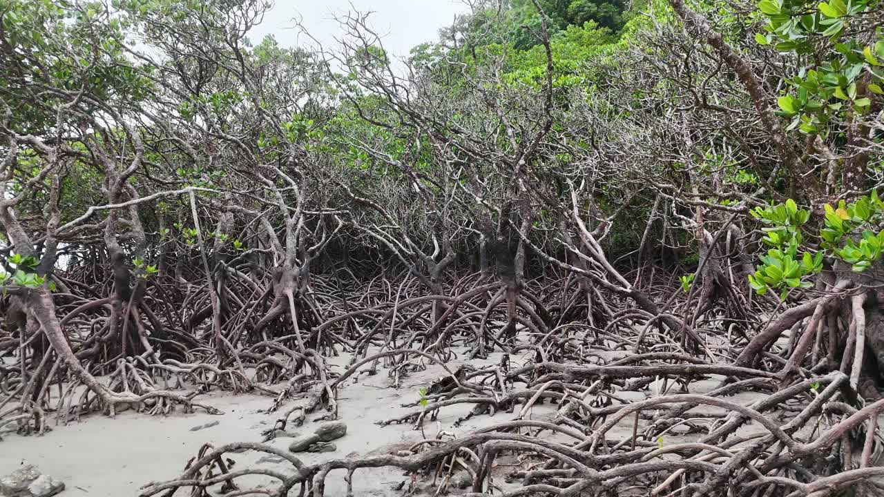 Camera slowly pans across dense mangrove roots on sandy shore, overcast daylight, natural soundscape