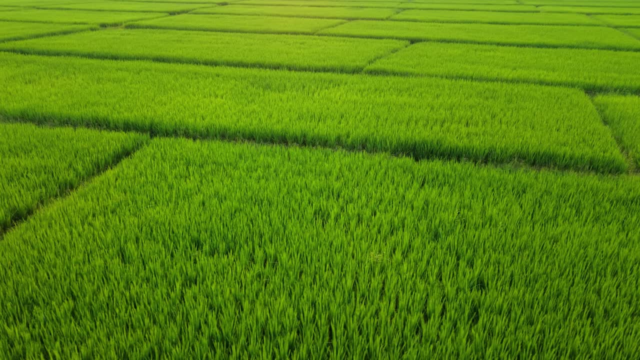Dichte grüne Reisfelder, angeordnet in klaren, geschichteten Mustern, die gesundes Pflanzenwachstum, fruchtbares Ackerland und ruhige ländliche Szenerie hervorheben, perfekt für Landwirtschaft, Natur und Nachhaltigkeit