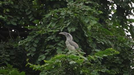 Cálao-Gris-Indio-En-Un-árbol-Denso-En-Gwalior-Madhya-Pradesh