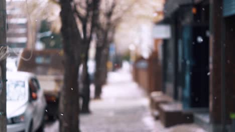 two girls walking along the street in korea trying to catch cherry blossoms petals falling to the ground during springtime