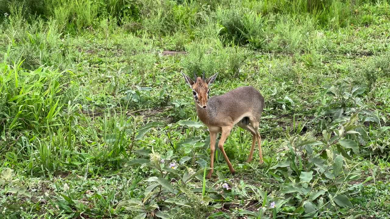 Kirk's dik-dik (Madoqua kirkii) on the roadside in Serengeti National Park, Tanzania.