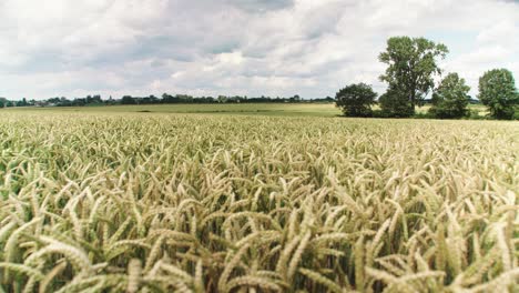 countryside area with vast agricultural fields, trees and car on road in distance