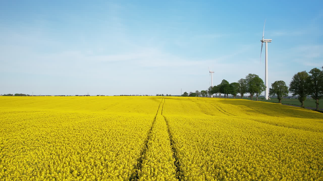 granja de agricultura sostenible con flores de colza y turbina eólica