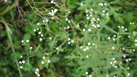 parthenium is a poisonous plant with a variety of diseases that grow from flower molecules