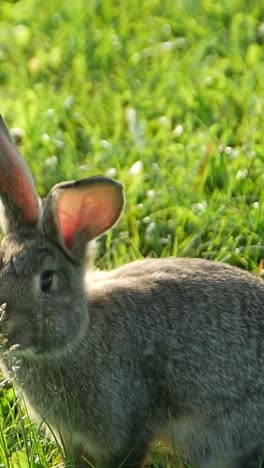mountain cottontail standing on hind legs in grass