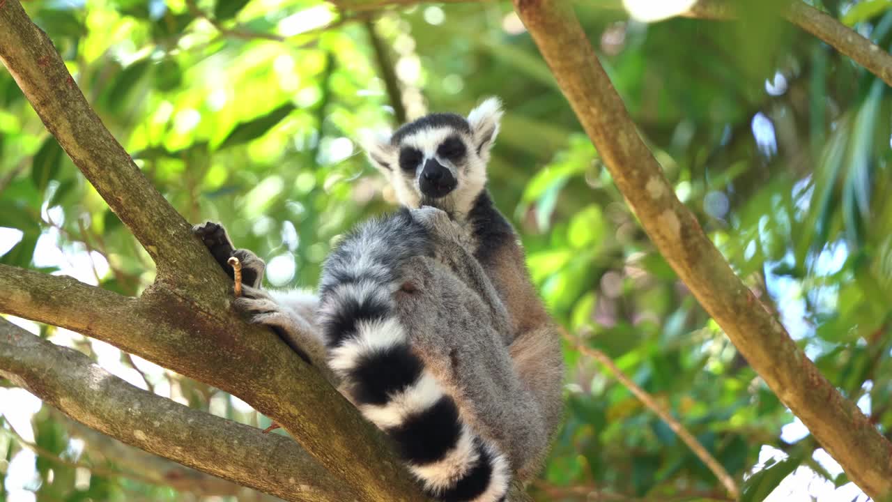 comportamiento animal de la vida silvestre, un lémur salvaje y exótico de cola anillada, lémur catta frotando y lamiendo las glándulas aromáticas en su cola, acicalándose y limpiando su piel durante su temporada de reproducción durante el día