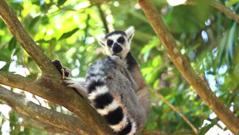 Wildlife-animal-behaviour,-a-wild-and-exotic-ring-tailed-lemur,-lemur-catta-rubbing-and-licking-the-scent-glands-on-its-tail,-preening-and-cleaning-its-fur-during-its-breeding-season-in-daytime