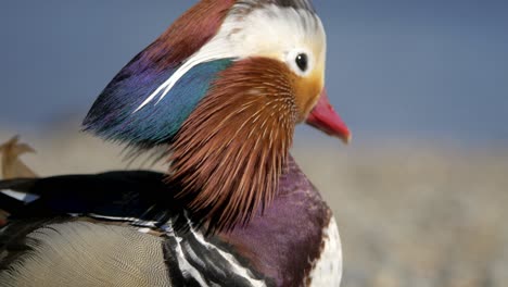 Close-Up-Of-A-Beautiful-Mandarin-Duck-Flying-During-Windy-Day----Close-Up-Shot