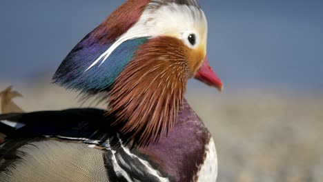 close up of a beautiful mandarin duck flying during windy day- - close up shot