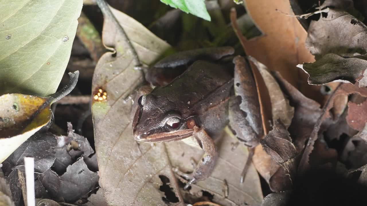 Frog resting on forest floor, blending with dry leaves in Peruvian Amazon rainforest