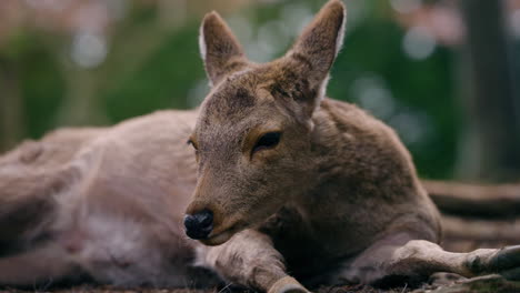 Nahaufnahme-Eines-Hirsches,-Der-Im-Nara-Park,-Japan,-Ruht