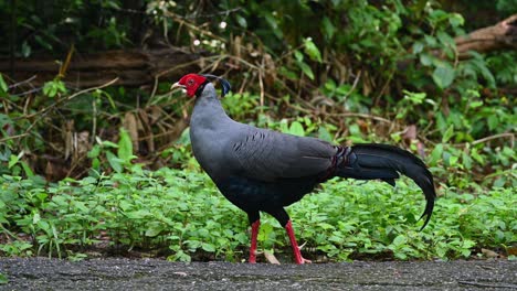 Siamese-Fireback,-Lophura-diardi