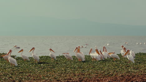 white pelicans on the shore of a lake