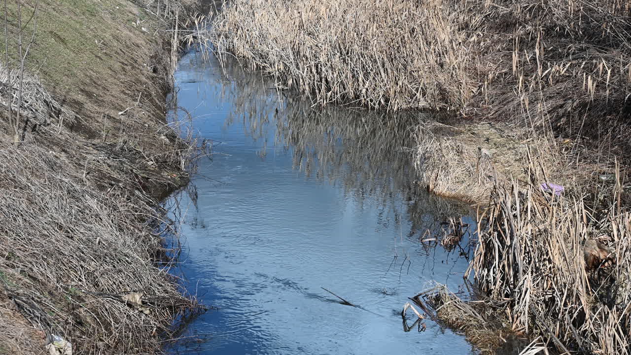 Polluted stream with dried reeds and reflective water surface