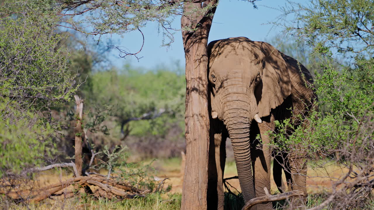 아프리카 사바나의 코끼리