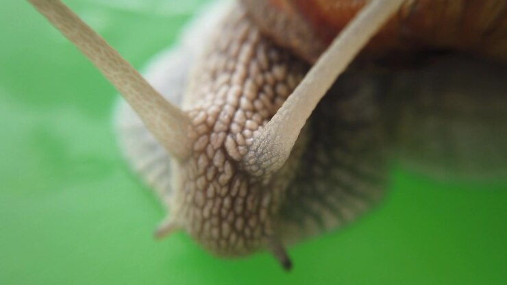 Shooting of a garden snail. Shooting of macro.