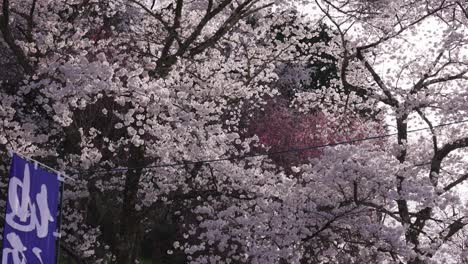 somei yoshino cherry tree in full bloom, brilliant pink flowers in spring japan