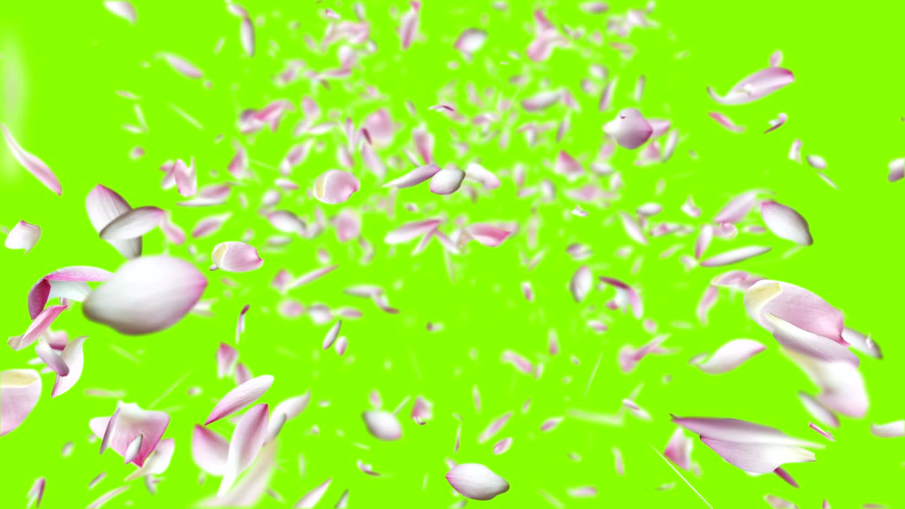 분홍색 로터스 잎이 날아가고 있습니다.