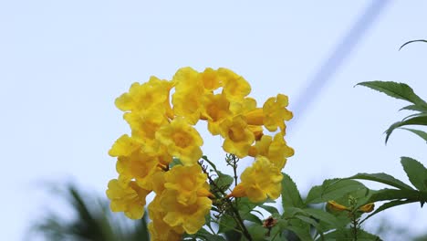 yellow flowers gently moving in the breeze