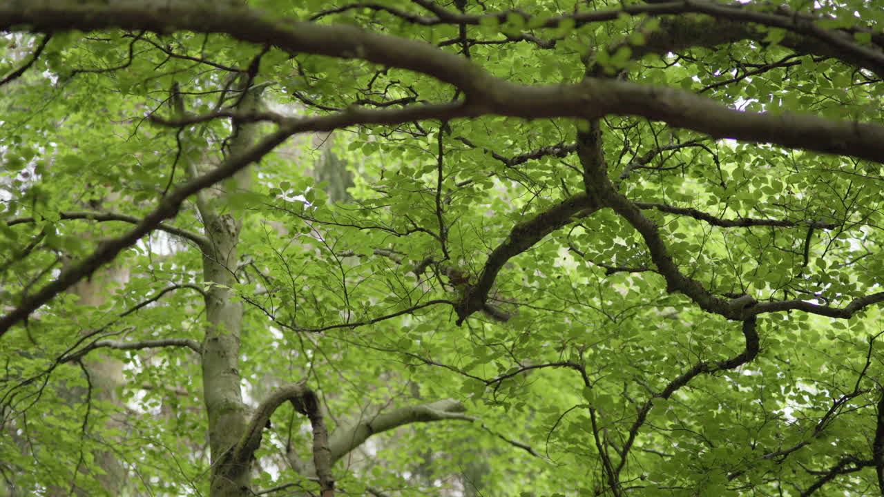 Squirrel foraging in tree foliage, with leaves and branches creating a vibrant woodland backdrop