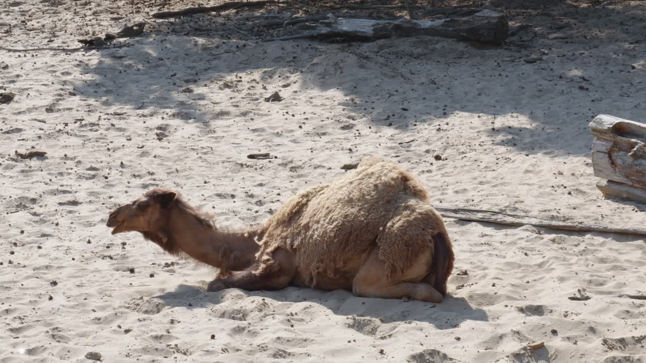 un camello árabe descansando en un paisaje desértico