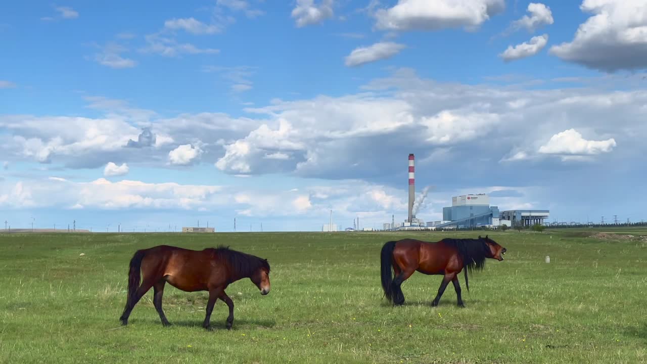 공장을 배경으로 한 무리의 말들이 초원을 걷고 있다